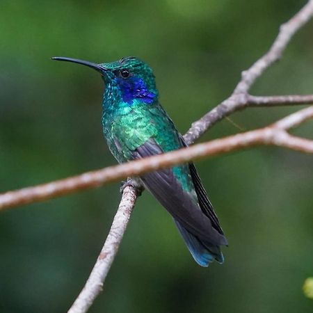 Campo Azul #2 - Monteverde ภายนอก รูปภาพ