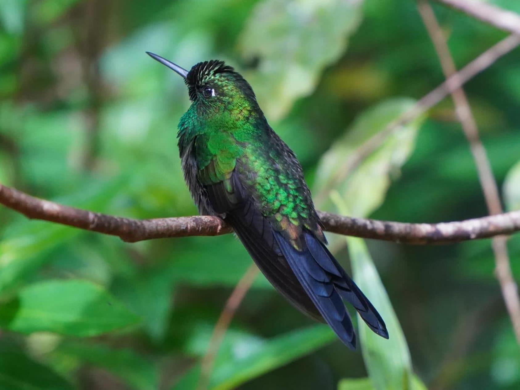 Campo Azul #2 - Monteverde ภายนอก รูปภาพ