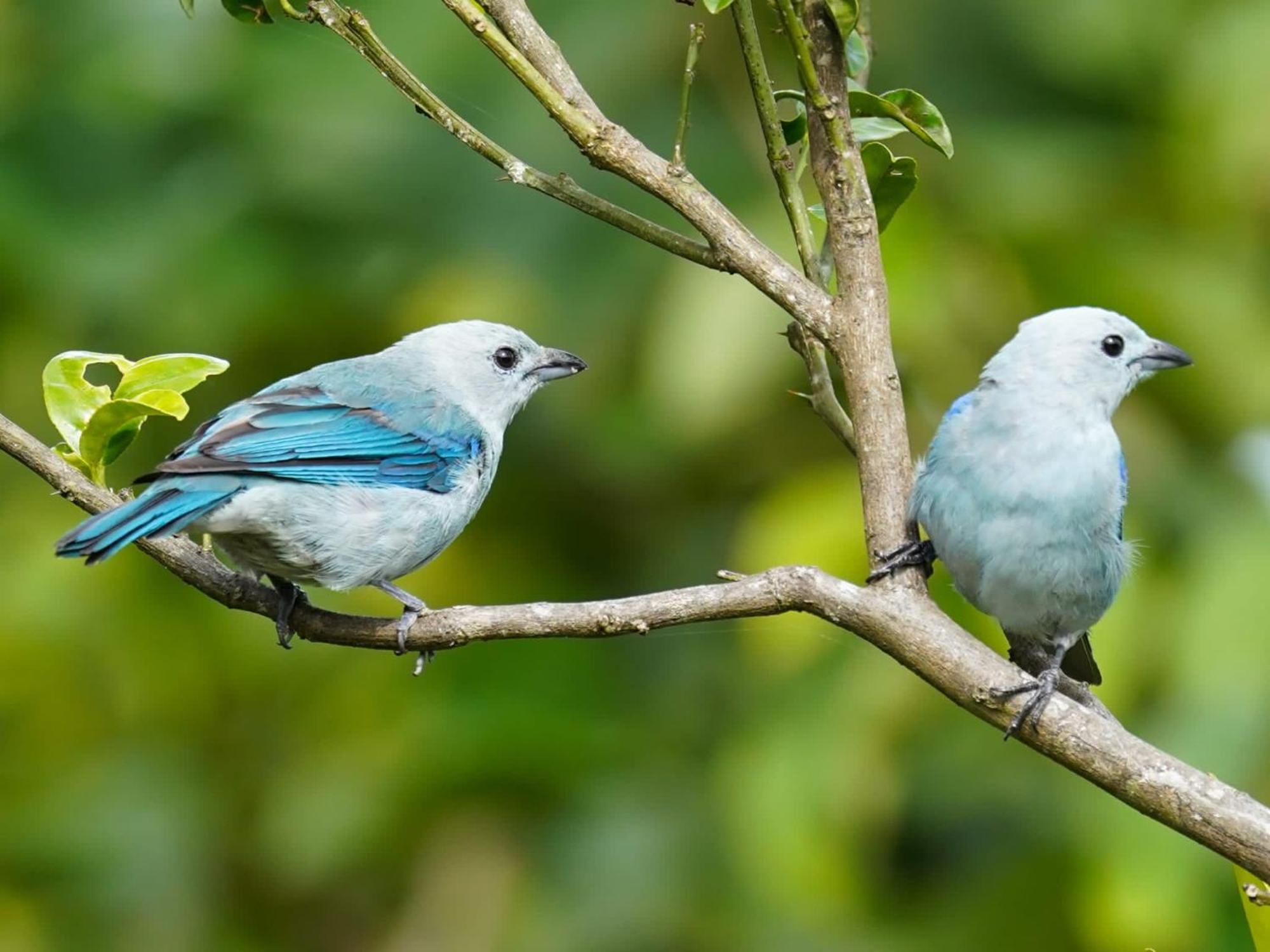 Campo Azul #2 - Monteverde ภายนอก รูปภาพ